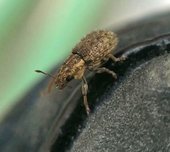 Sitona hispidulus