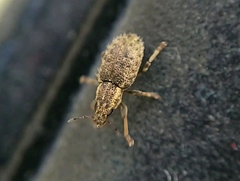 Sitona hispidulus