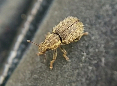 Sitona hispidulus