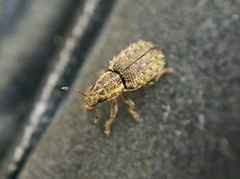 Sitona hispidulus