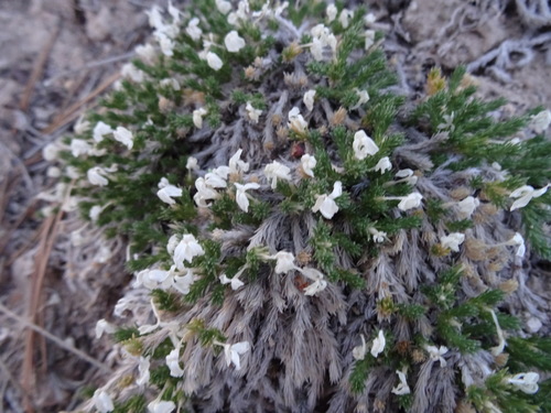 Image of Linanthus caespitosus by (c) Thomas Koffel, some rights reserved (CC BY)