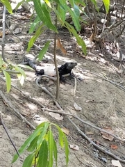 Ctenosaura oedirhina