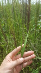 Kellochloa verrucosa