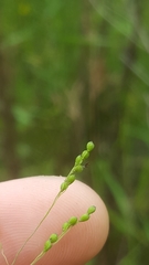 Kellochloa verrucosa