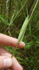 Kellochloa verrucosa