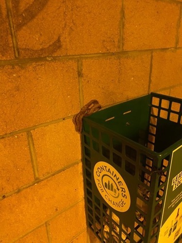 Brown Tree Snake sighting