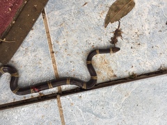 Leptodeira nigrofasciata