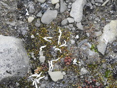 Thamnolia vermicularis vermicularis