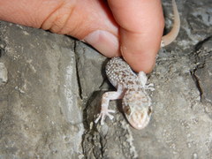 Phyllodactylus bordai