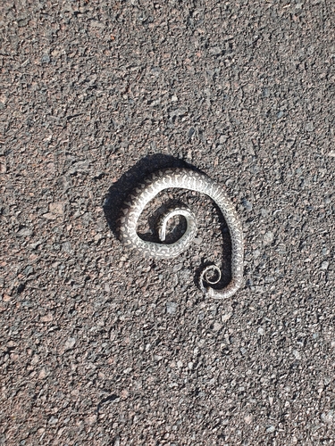 Coastal Carpet Python sighting