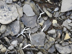 Thamnolia vermicularis vermicularis