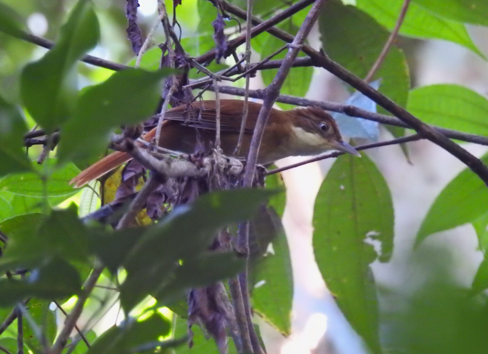 White-eyed Foliage-gleaner (Automolus leucophthalmus), photo 4