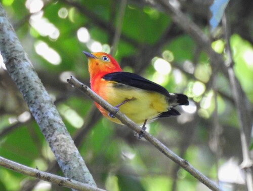 Band-tailed Manakin (Pipra fasciicauda), photo 6