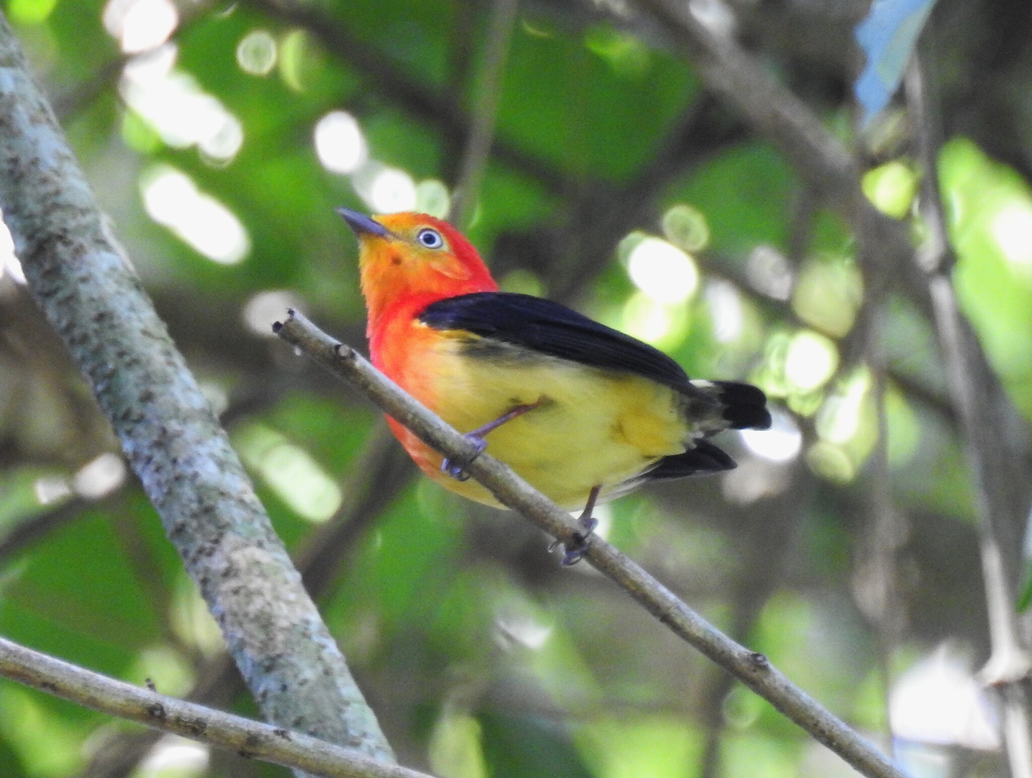 Band-tailed Manakin (Pipra fasciicauda), photo 8