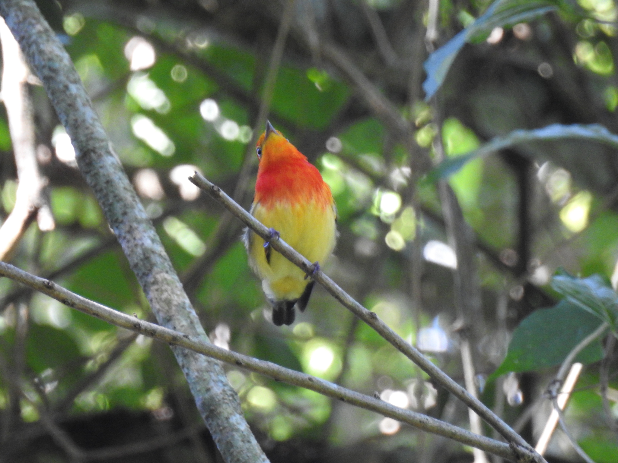 Band-tailed Manakin (Pipra fasciicauda), photo 10