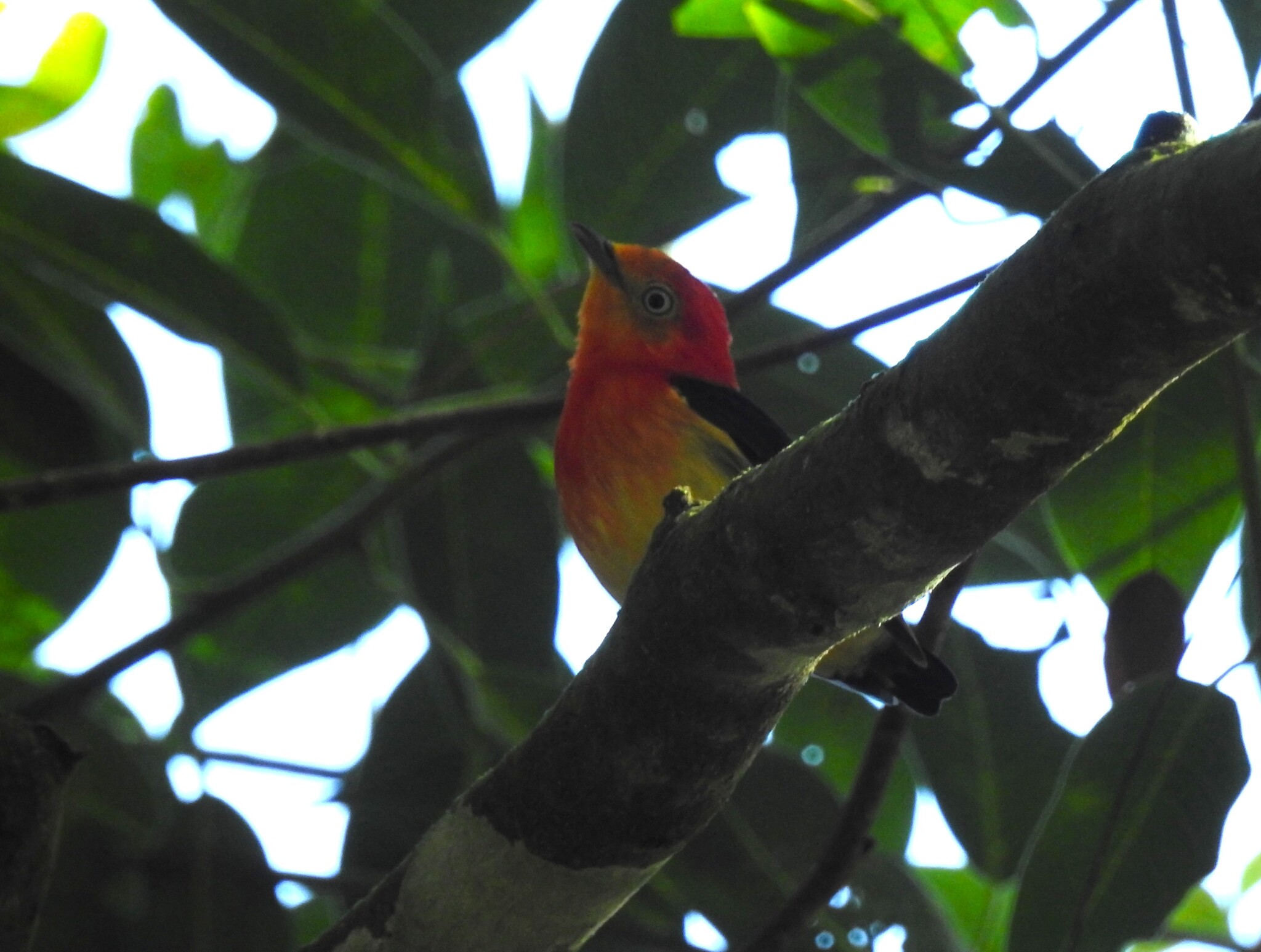 Band-tailed Manakin (Pipra fasciicauda), photo 9