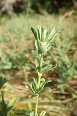 Frankenia salina