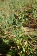 Frankenia salina