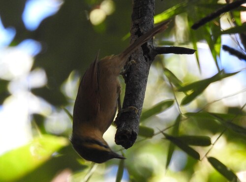 Ochre-breasted Foliage-gleaner (Anabacerthia lichtensteini), photo 7