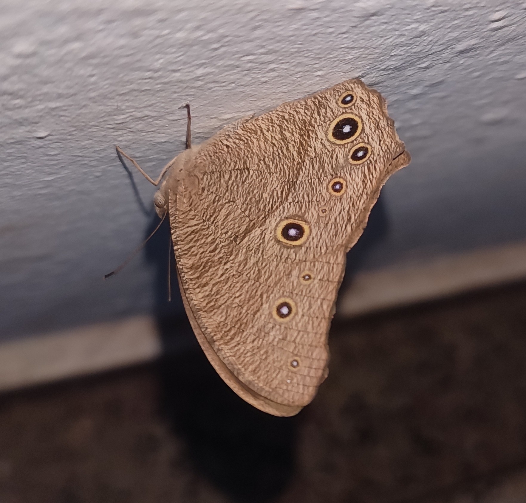 Common Evening Brown