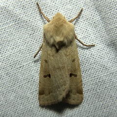 Dichagyris variabilis