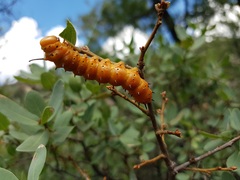 Anisota oslari