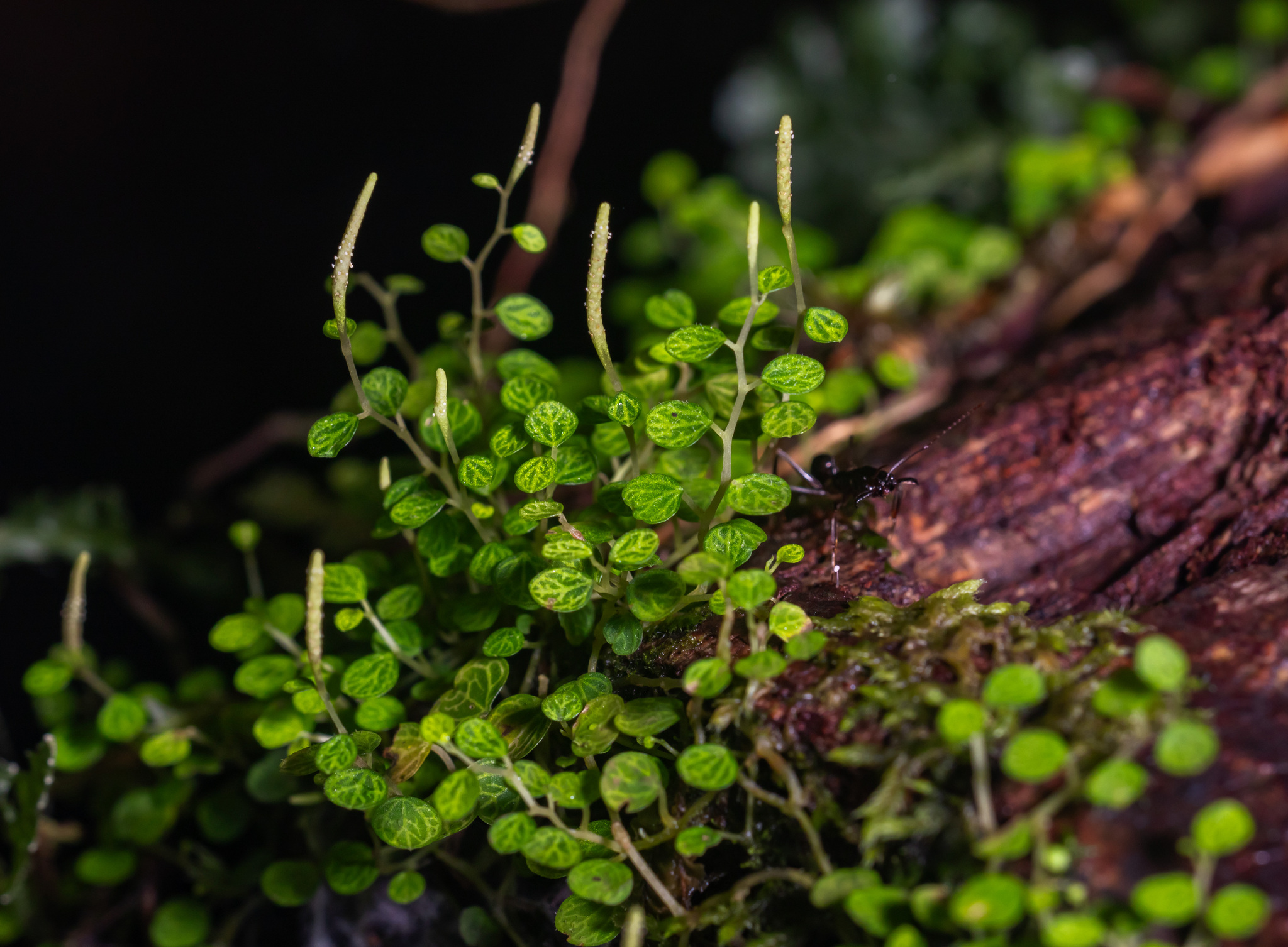 Peperomia emarginella