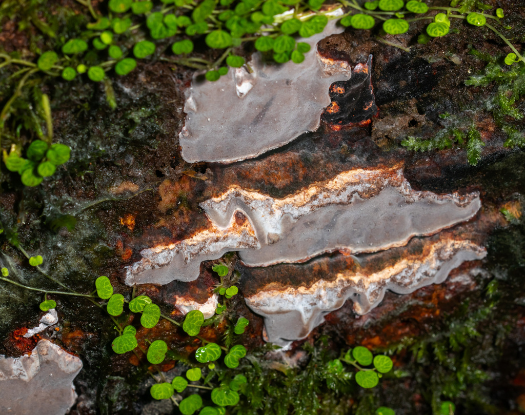Tinctoporellus epimiltinus