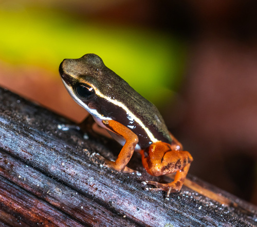 Boquete Rocket Frog, Silverstoneia nubicola