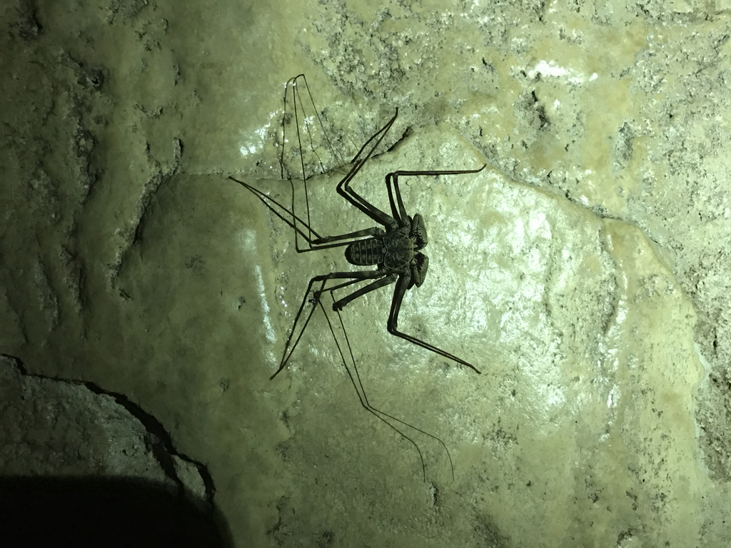 Paraphrynus aztecus