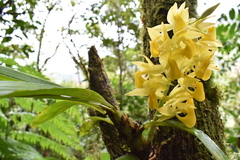 Mormodes