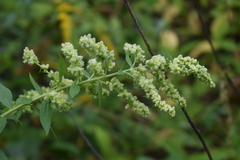 Rhopalomyia anthophila