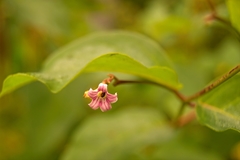 Apocynum androsaemifolium image