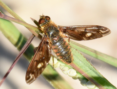 Poecilanthrax alcyon