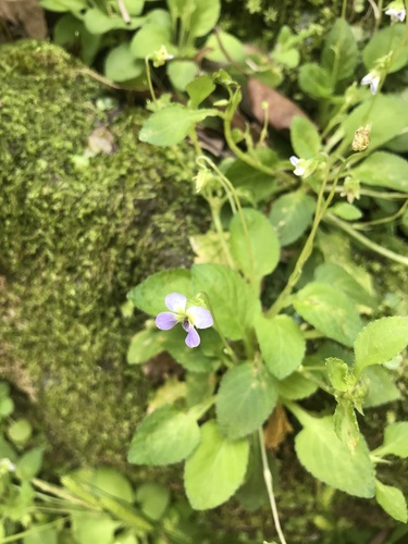 Image of Viola diffusa by no rights reserved
