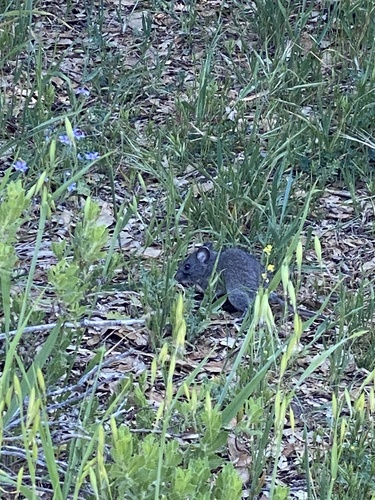 iNaturalist observation photo of Big-eared Woodrat