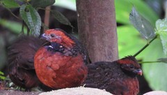 Rufous-Fronted Wood-Quail photo 2