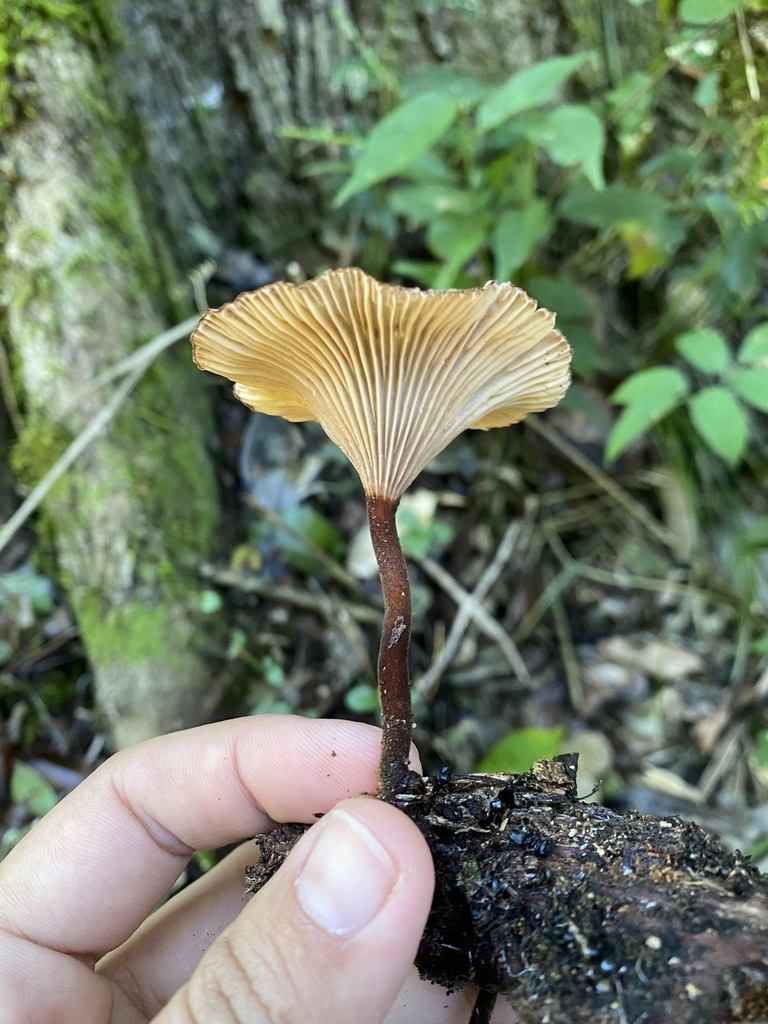 Panus capelariae · May 2025 · photo: © tutitah (iNaturalist, cc0)