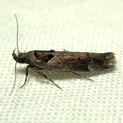 Pseudochelaria scabrella