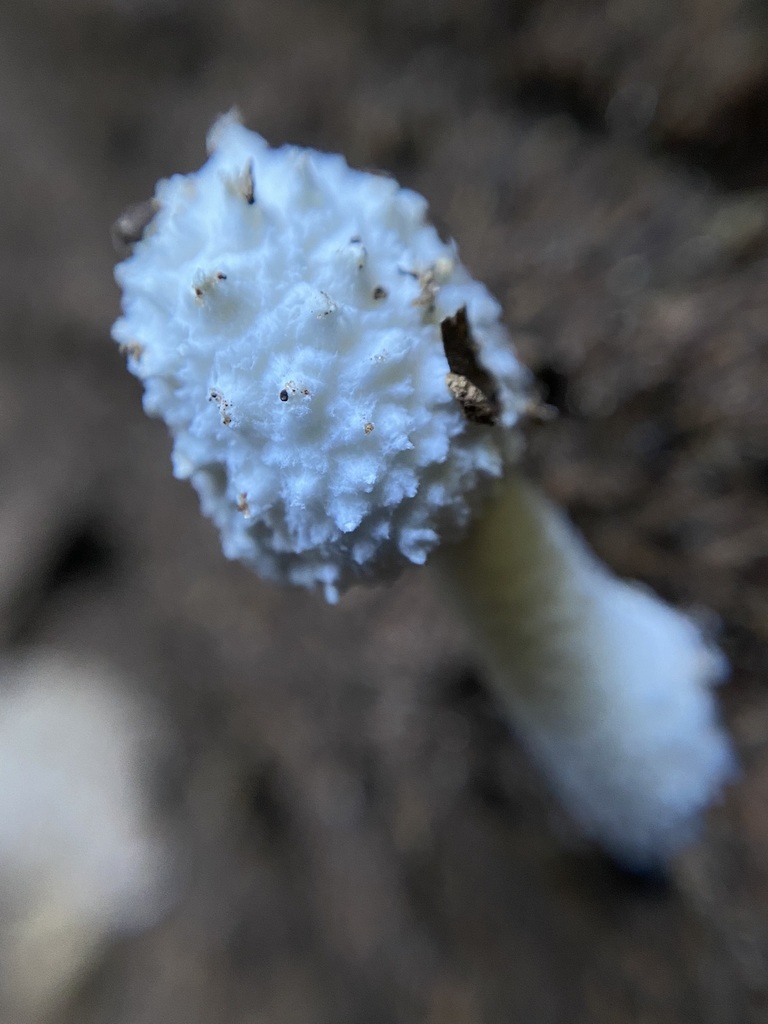 Leucocoprinus cretaceus · May 2025 · photo: © tutitah (iNaturalist, cc0)
