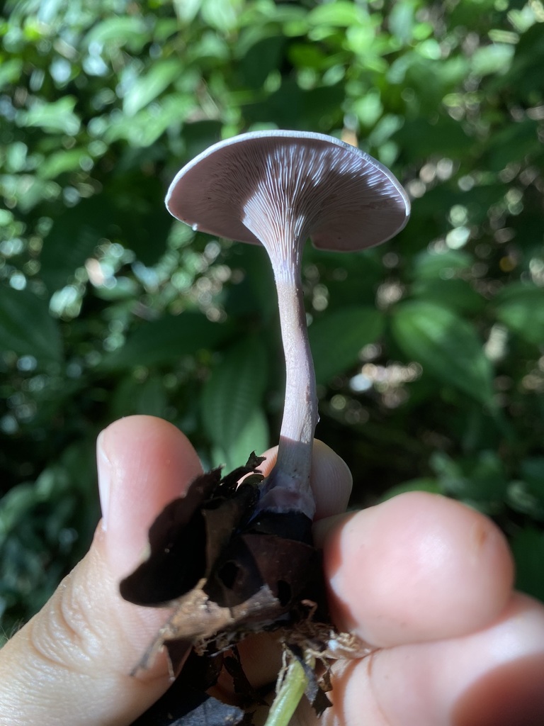 Trogia cantharelloides · May 2025 · photo: © tutitah (iNaturalist, cc0)
