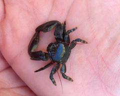 Petrolisthes cinctipes