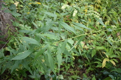 Rhopalomyia anthophila