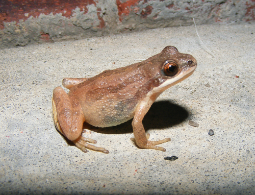 Upland Chorus Frog
