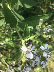 Calligrapha confluens