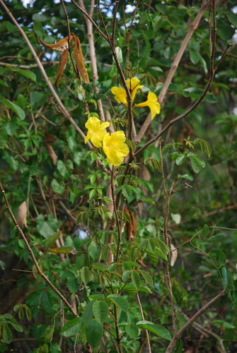 Handroanthus chrysotrichus image