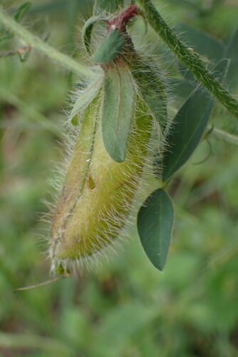 Image of Crotalaria burkeana by no rights reserved