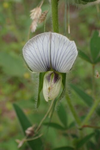 Rattle Bush (Crotalaria burkeana)
