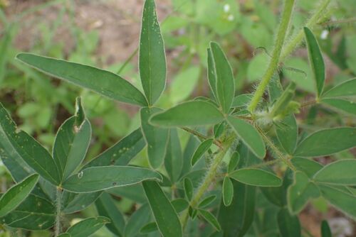 Image of Crotalaria burkeana by no rights reserved