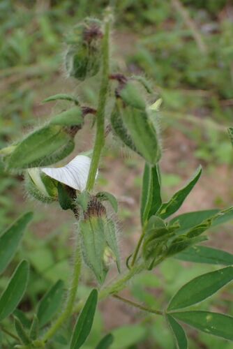 Image of Crotalaria burkeana by no rights reserved